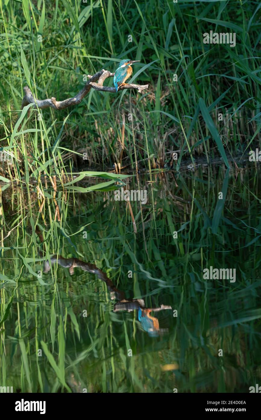 Martin pescatore blu, Martin pescatore maschile, seduto su un ramo tra le canne in profilo laterale. Riflessione dell'uccello in acqua. Foto verticale Foto Stock