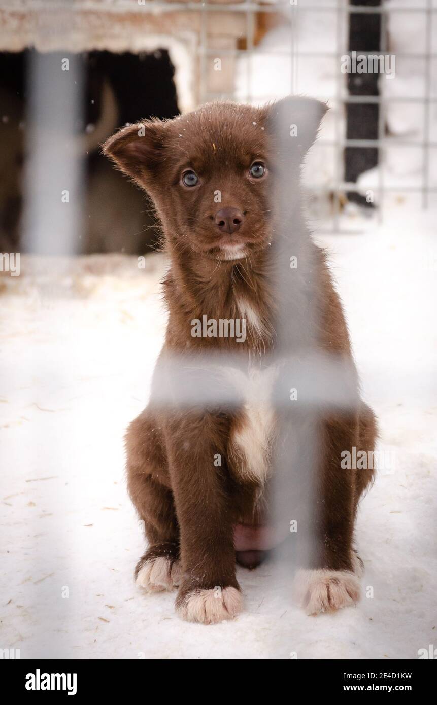 Cute marrone e bianco cucciolo di Husky cane slitta guardando persone fuori dalla sua gabbia a Kiruna, Svezia, Lapponia, Scandinavia in Europa Foto Stock