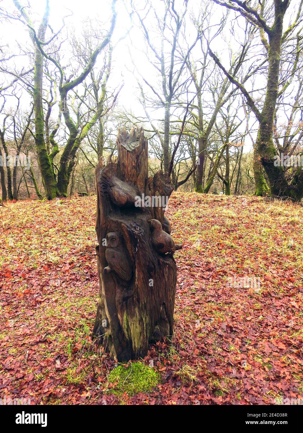 Passeggiata tra alberi scolpiti nel bosco del Giubileo, Bosco di Cree, Newton Stewart, Galloway, Scozia (inverno 2021) Foto Stock