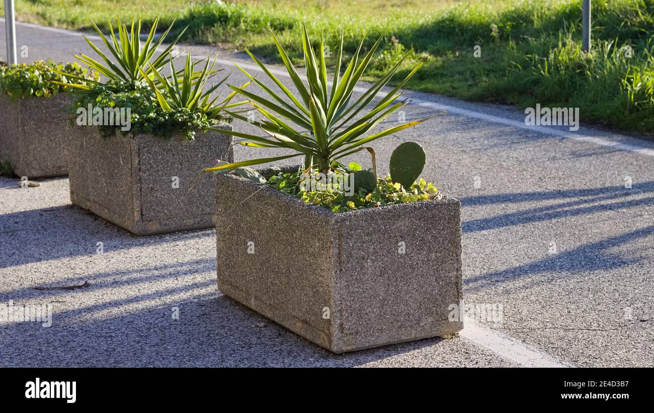 Aiuole con ventose verdi nel mezzo di una strada asfaltata (Pesaro, Italia, Europa) Foto Stock