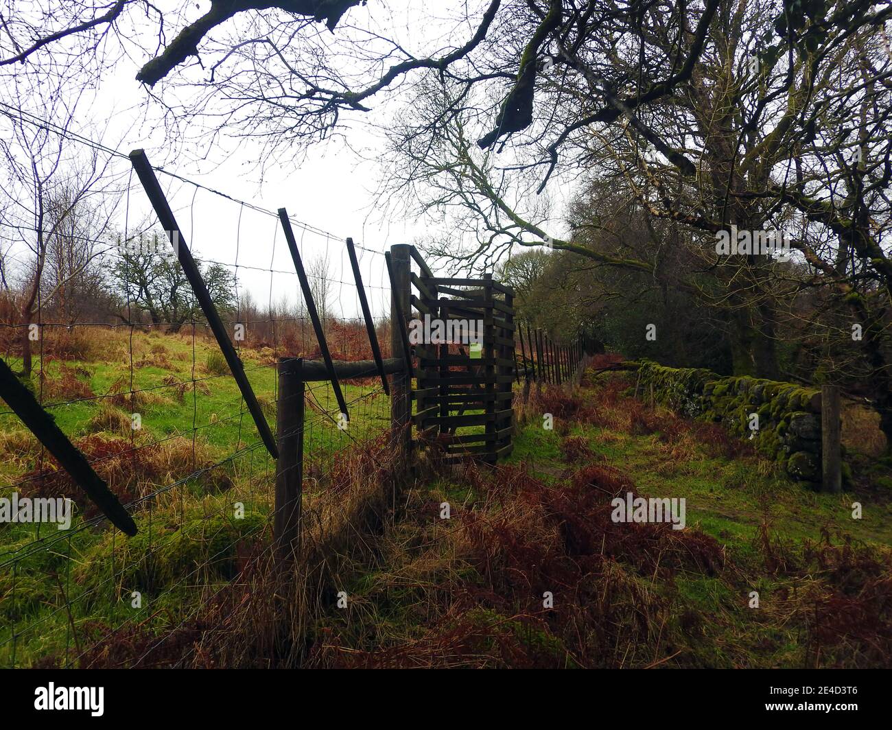 Recinzione anti-cervo Jubilee Woodland Walk, Wood of Cree, Newton Stewart, Galloway, Scozia (inverno 2021) Foto Stock