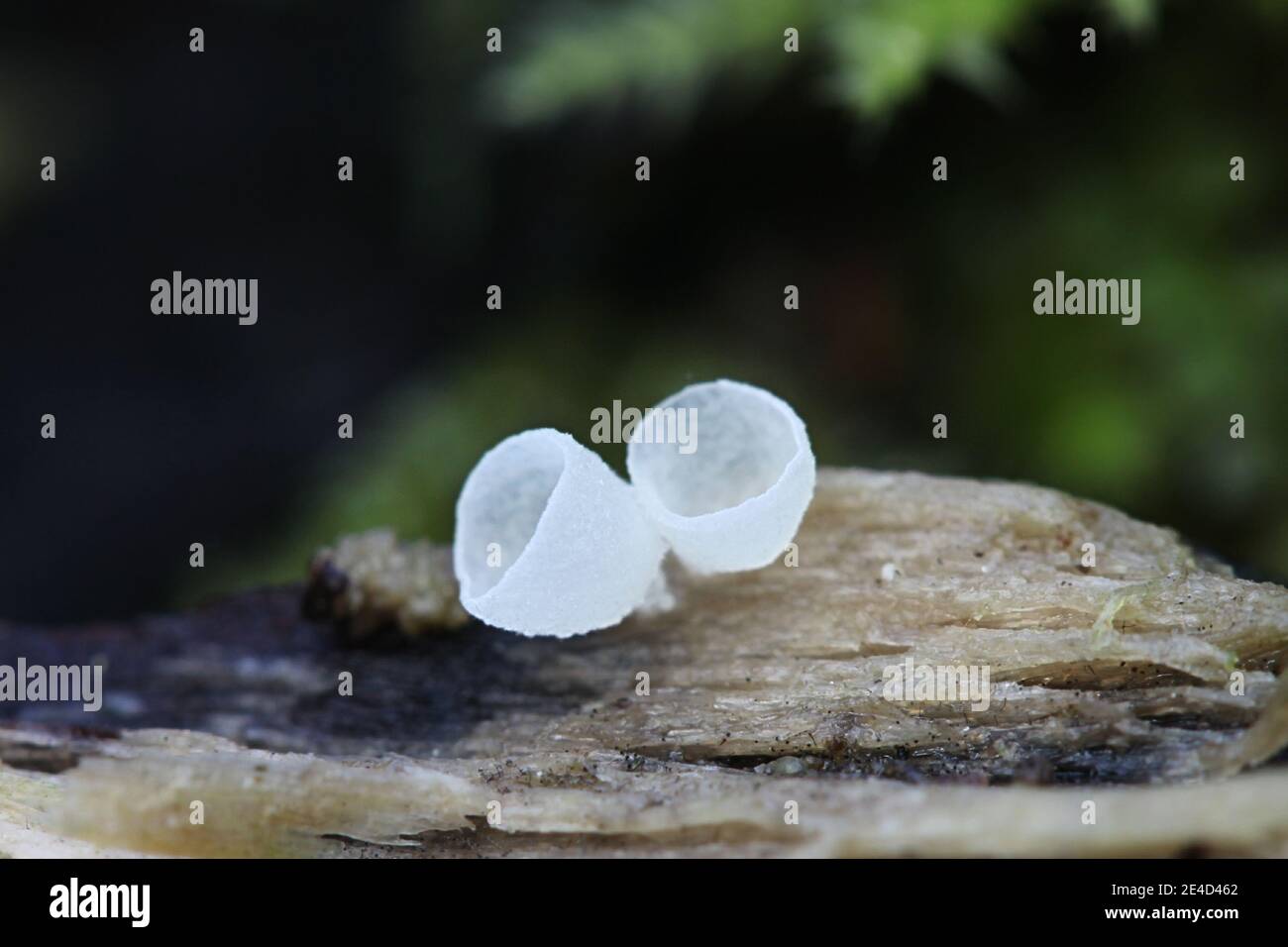 Calyptella capula, conosciuta come Bowl Hoodie, il fungo della tazza selvaggia finlandese Foto Stock