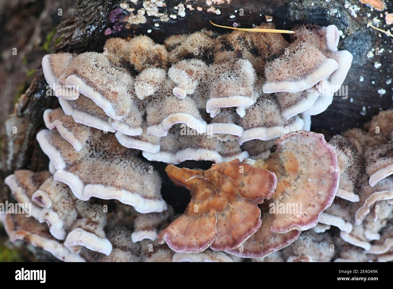 Chondrostereum purpureum, comunemente noto come il fungo di silverleaf, usato come agente di controllo biologico per la germogliazione dei monospaci Foto Stock