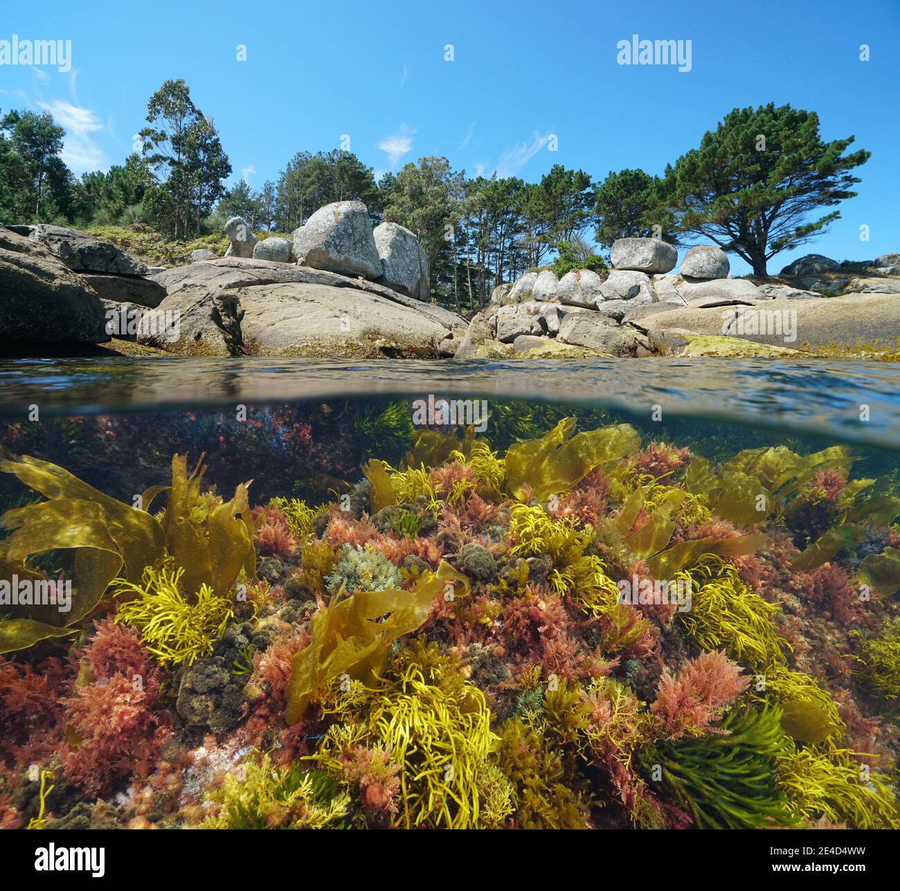 Costa rocciosa e colorate alghe marine sott'acqua nell'oceano Atlantico, vista su e sotto la superficie dell'acqua, Spagna, Galizia, Bueu, provincia di Pontevedra Foto Stock