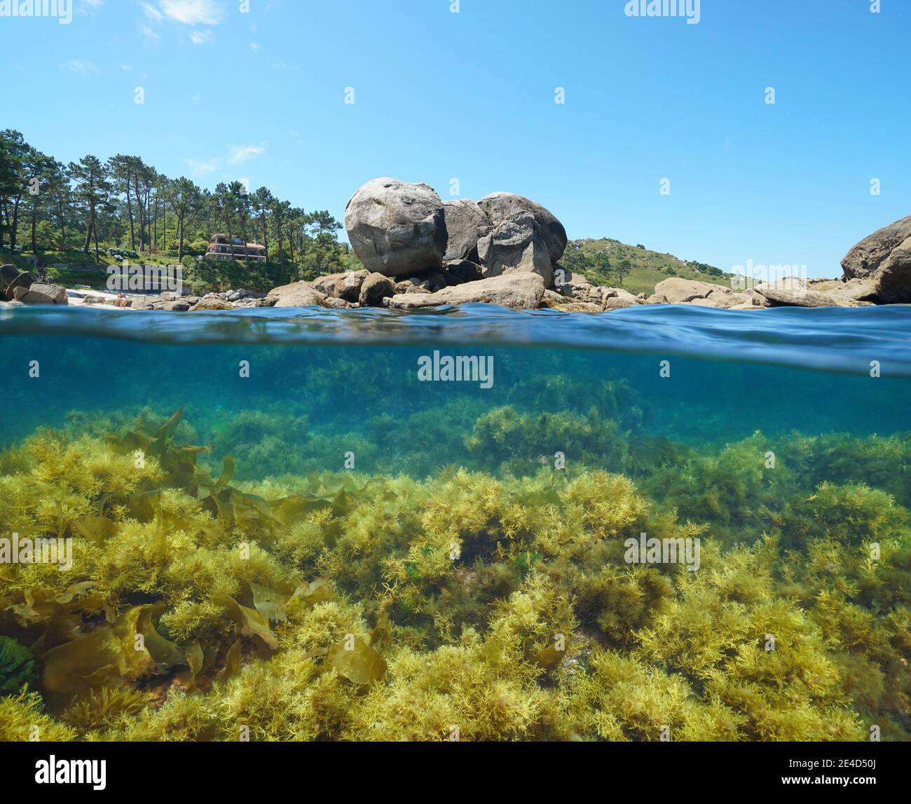 Spagna costa atlantica in Galizia, rocce e alghe sott'acqua nell'oceano, vista su e sotto la superficie dell'acqua, Bueu, provincia di Pontevedra Foto Stock