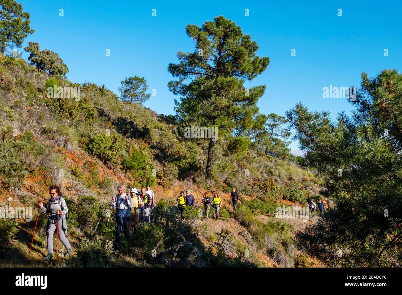 Trekking al Parco Naturale Sierra de las Nieves, Provincia di Malaga. Andalusia. Spagna meridionale Europa Foto Stock