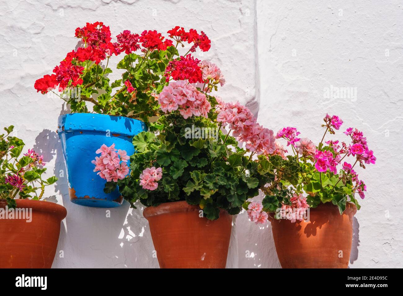 Parete bianca con fiori di geranio in vaso, tipico villaggio bianco di Mijas. Costa del Sol, provincia di Malaga. Andalusia, Spagna meridionale Europa Foto Stock
