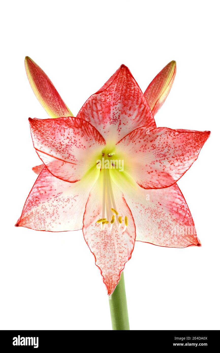 Bel fiore bianco e rosa di Amaryllis di una varietà chiamata Apple Blossom, fotografato su uno sfondo bianco chiaro Foto Stock Bel fiore bianco e rosa di Amaryllis di una varietà chiamata Apple Blossom, fotografato su uno sfondo bianco chiaro Foto Stock