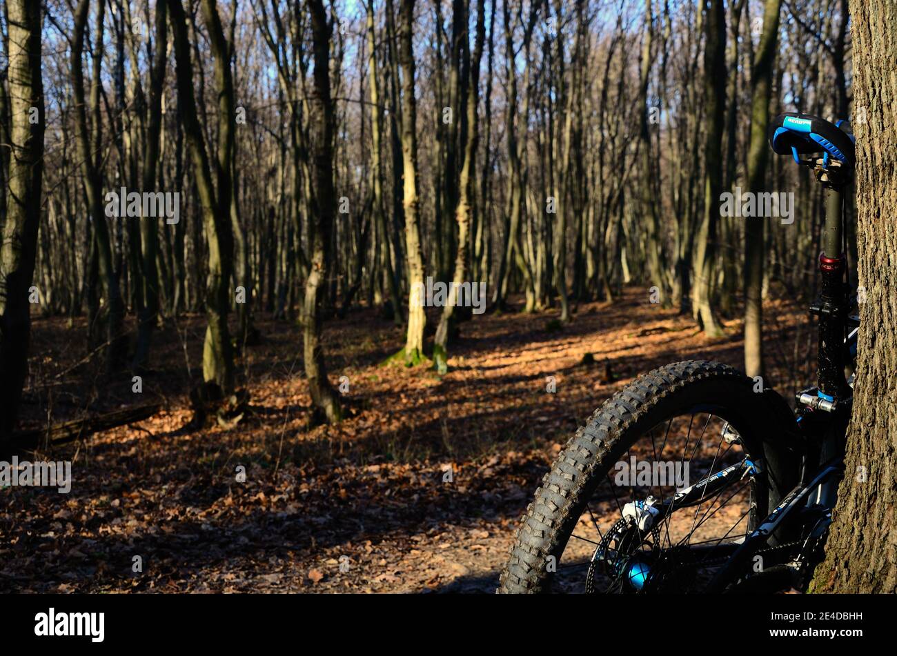 Mountain bike in piedi ad albero nella foresta Foto Stock