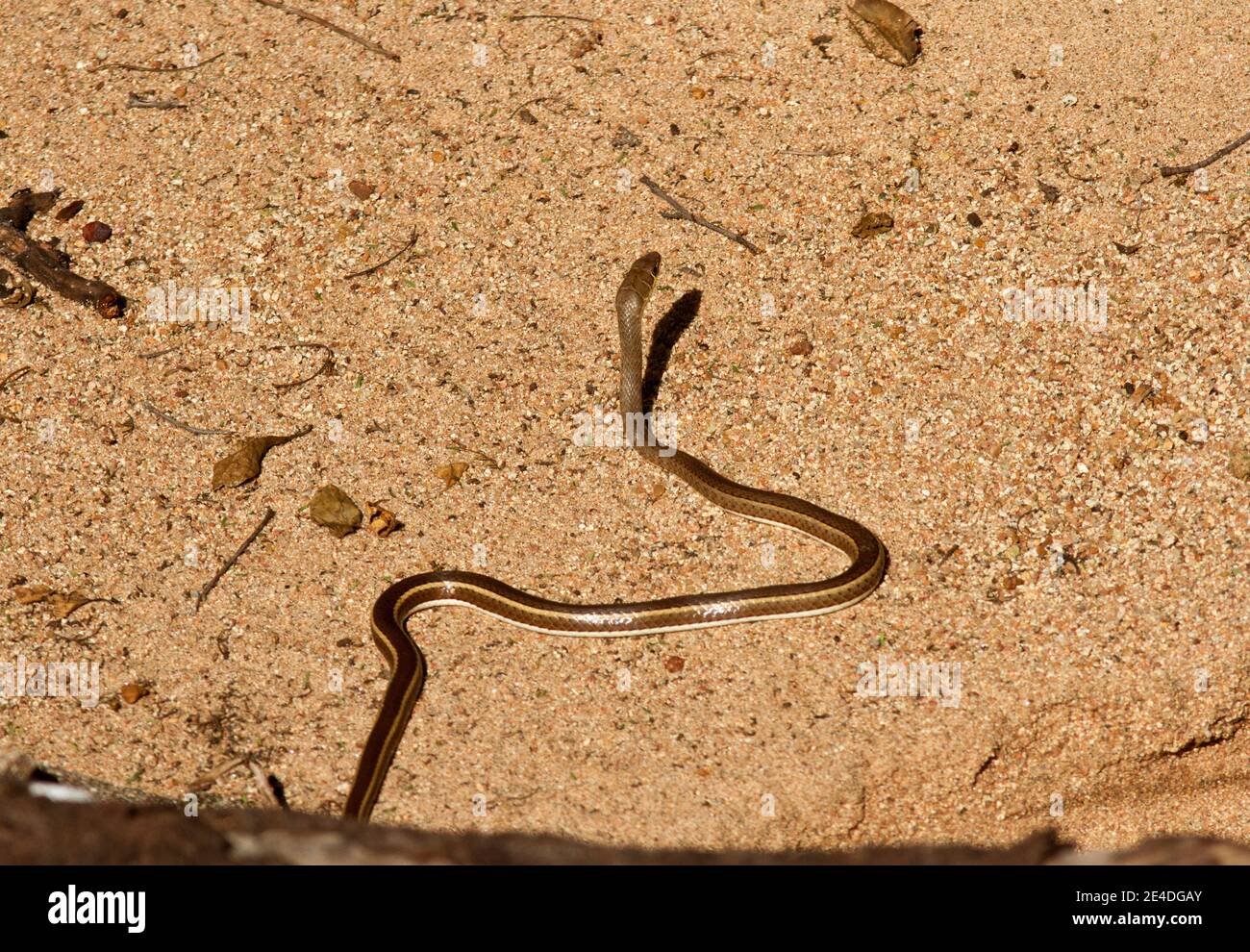 Il serpente di sabbia con la striscia orientale è comune lungo le aree costiere dell'Africa orientale. Si estendono nell'entroterra lungo i fiumi Rufiji e Ruaha Foto Stock