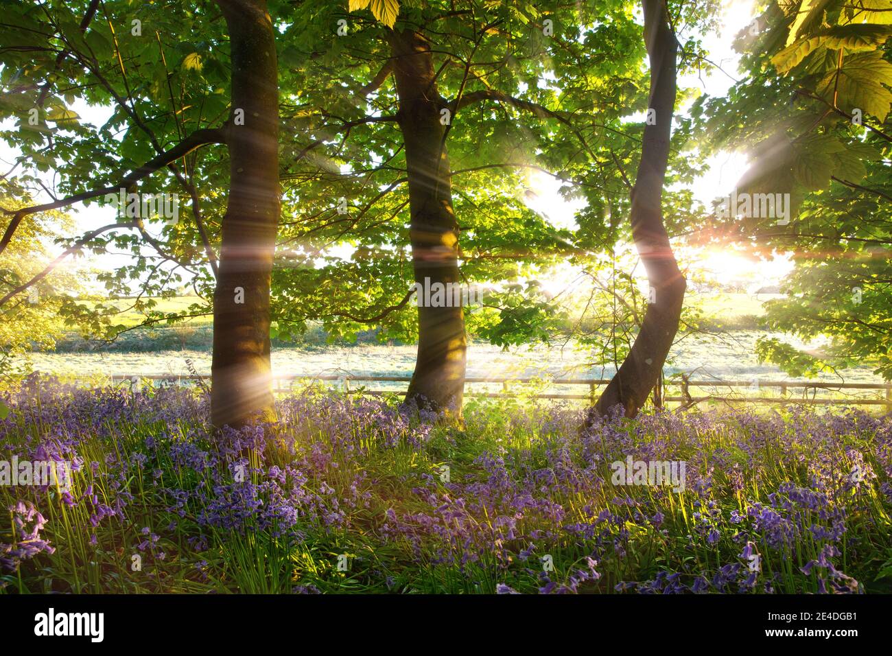 Wild Bluebell Woodland con alba mozzafiato al mattino presto a Norfolk Regno Unito. Gli alberi di primavera e una recinzione smela il paesaggio luce del sole Foto Stock