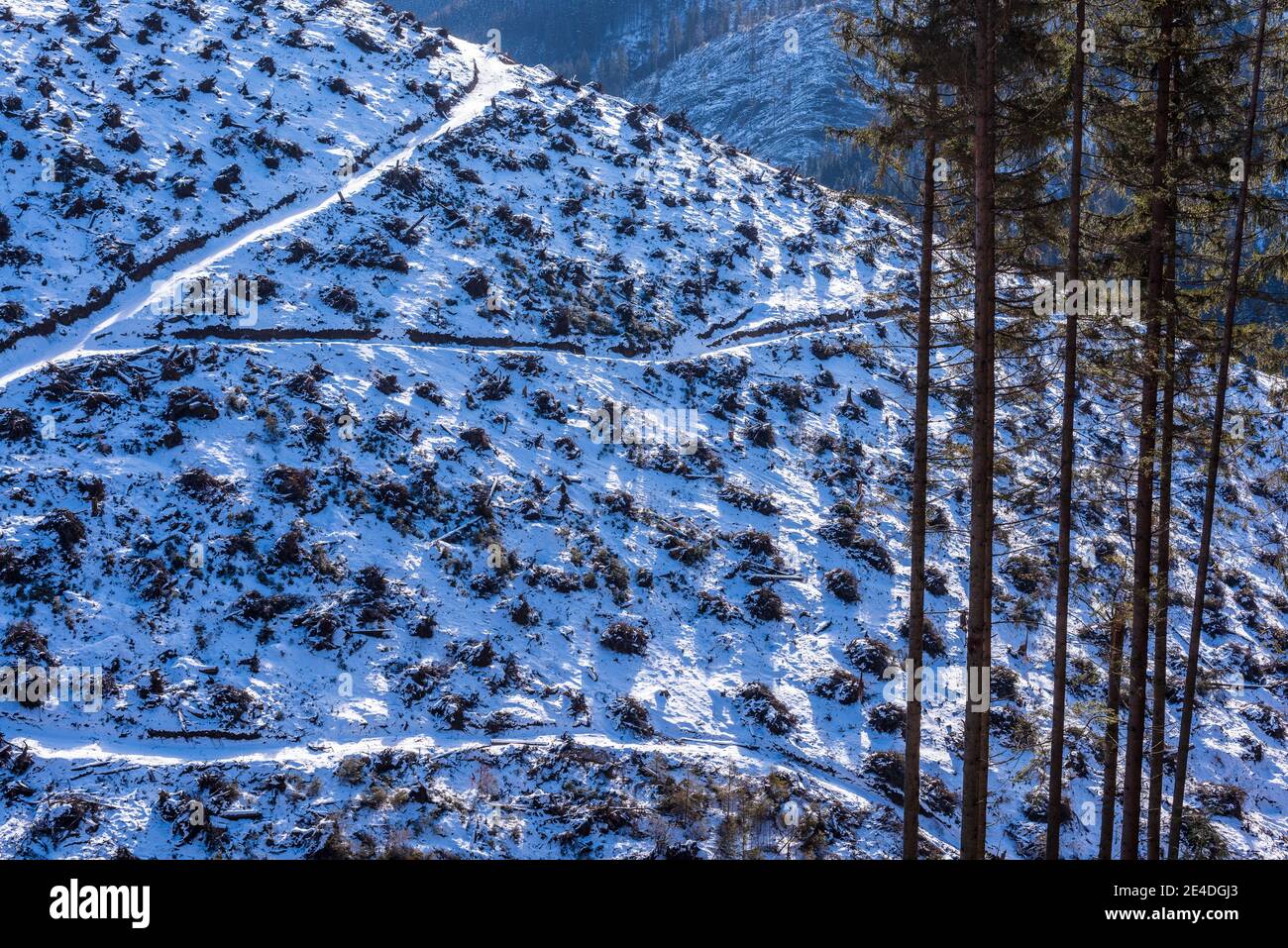 Deforestazione, bonifica della foresta. Ceppi e tronchi mostrano che uno sfruttamento eccessivo porta alla deforestazione che mette a repentaglio l'ambiente e la sostenibilità. Foto Stock