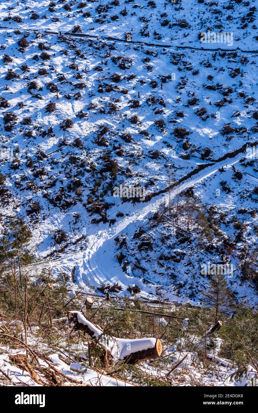 Deforestazione, bonifica della foresta. Ceppi e tronchi mostrano che uno sfruttamento eccessivo porta alla deforestazione che mette a repentaglio l'ambiente e la sostenibilità. Foto Stock