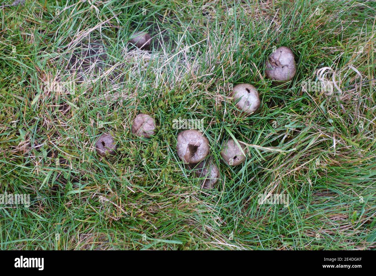 Polpette di puffball comune o sacchetto di tabacco del diavolo (Lycoperdon perlatum) in erba grassata dopo il rilascio di spore, Berkshire, novembre Foto Stock