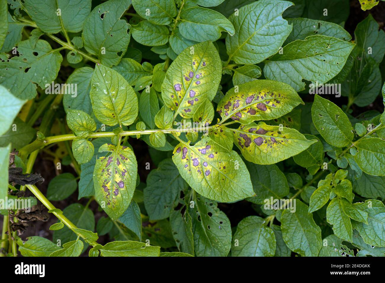 Necrosi e clorosi su foglie di patate, un sintomo di carenza di magnesio in  un raccolto da giardino, Berkshire, luglio Foto stock - Alamy