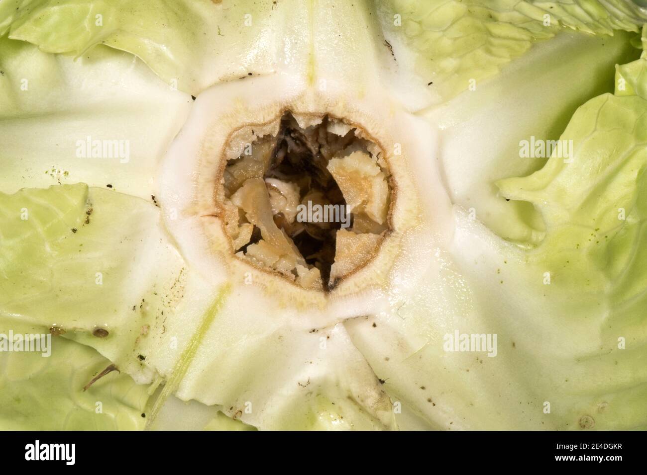 Stelo cavo rotato di un giardino verza cavolo causato da carenza di boro (Bo), Berkshire, luglio Foto Stock