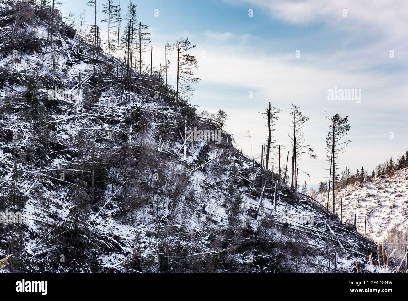 Inverno pineta foresta distrutta, colpito da una potente tempesta di neve. Disastro naturale. Foto Stock
