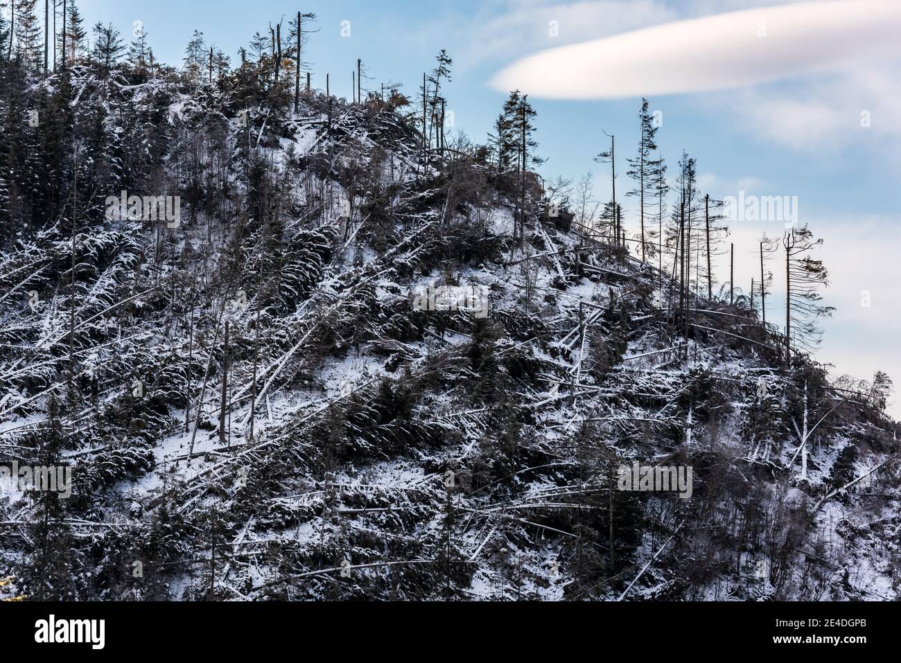 Inverno pineta foresta distrutta, colpito da una potente tempesta di neve. Disastro naturale. Foto Stock