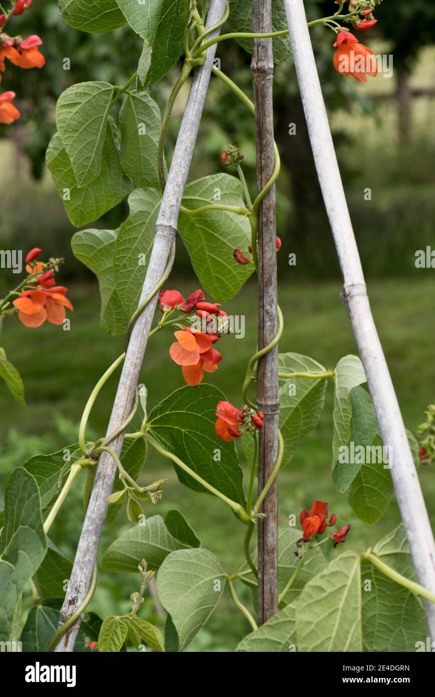 Raccolto di giardino di fagiolo del corridore (Phaseolus coccineus) piante in fiore e sostenuto da canne di bambù intorno a cui sta arrampicandosi, luglio Foto Stock