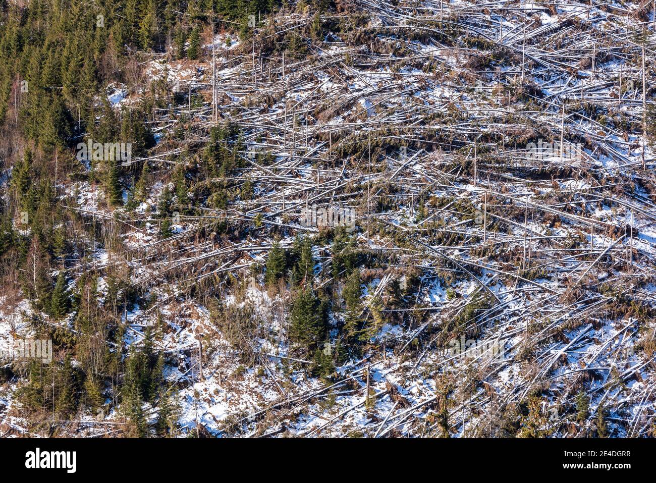 Disastro forestale. Danni alle tempeste nella foresta - disastro naturale. Vista aerea. Windfall in foresta. Danni da tempesta. Foto Stock