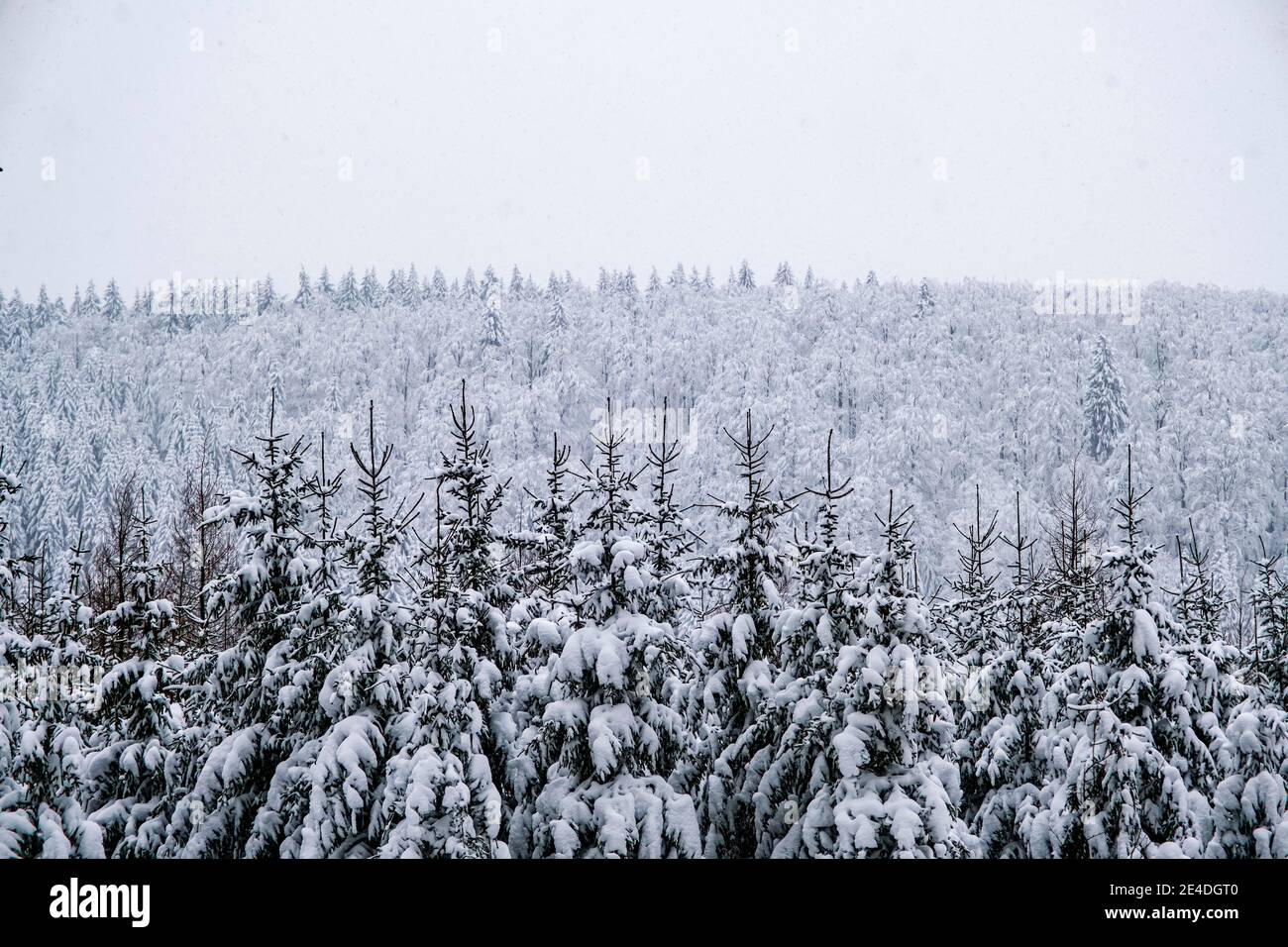 Paesaggio invernale con alberi, gelo di ruggito e neve in una giornata di mare sulle montagne ore. Foto Stock