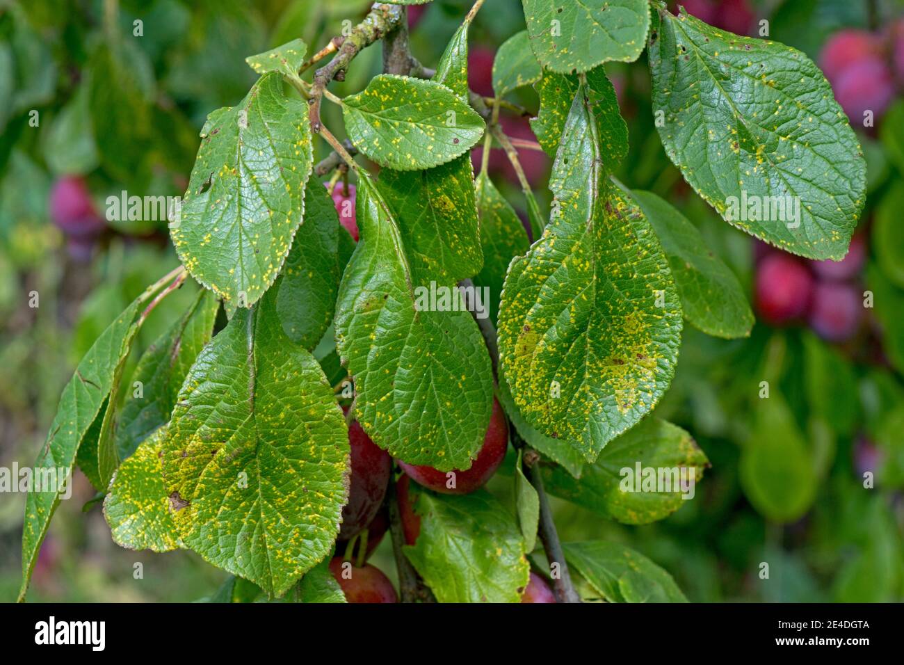 Ruggine di prugne (Tranzschelia pruni-spinosae var. Discolor) lesioni spot gialle sulla superficie superiore di una foglia di prugne di Vctoria, Berkshire, agosto Foto Stock