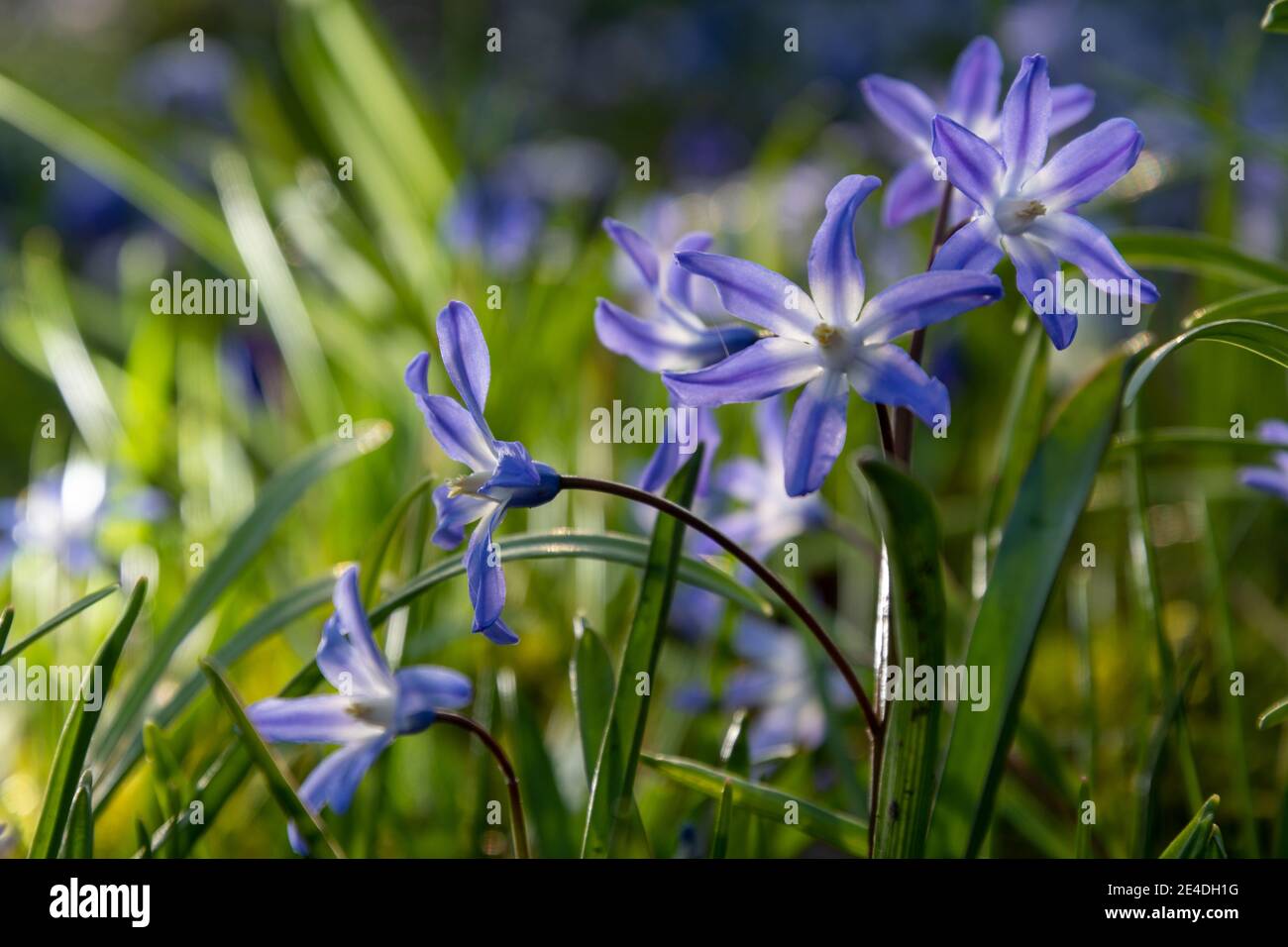 Fiori viola ai raggi del mattino, gioco di luce con colori ricchi, verde e viola. Foto Stock