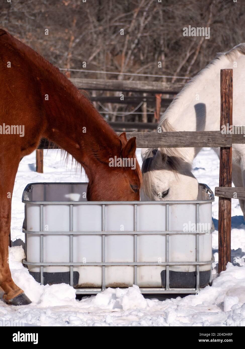 Colpo verticale di cavalli andalusi e anglo-arabi che bevono in una fredda mattina d'inverno. Foto Stock