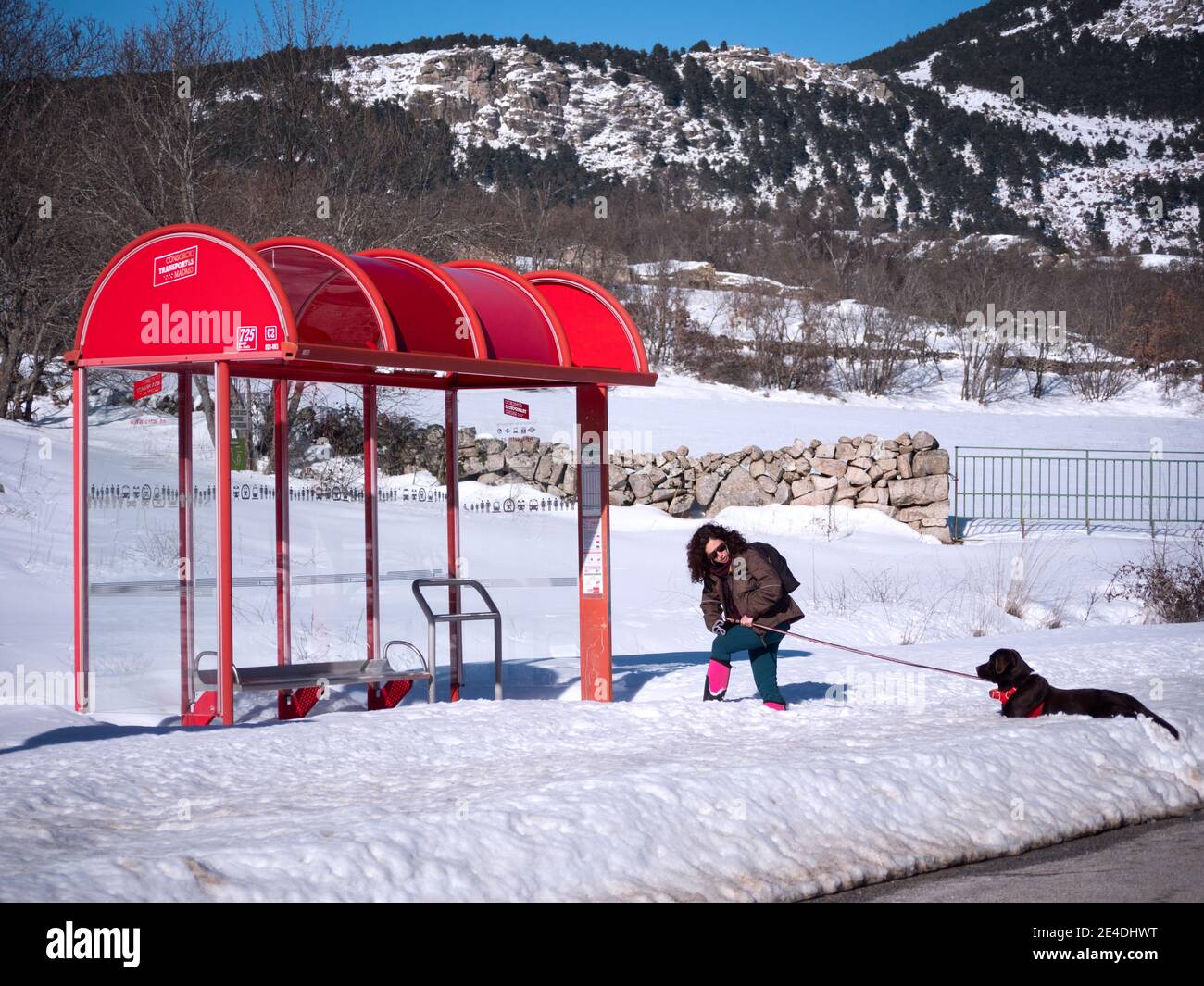 Donna che cerca di raggiungere la fermata dell'autobus con il suo cane Labrador Retriever al cioccolato in una giornata invernale. Foto Stock