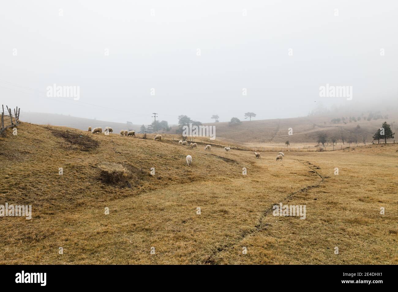 Mandria di pecore sul prato in mattina presto d'inverno Foto Stock