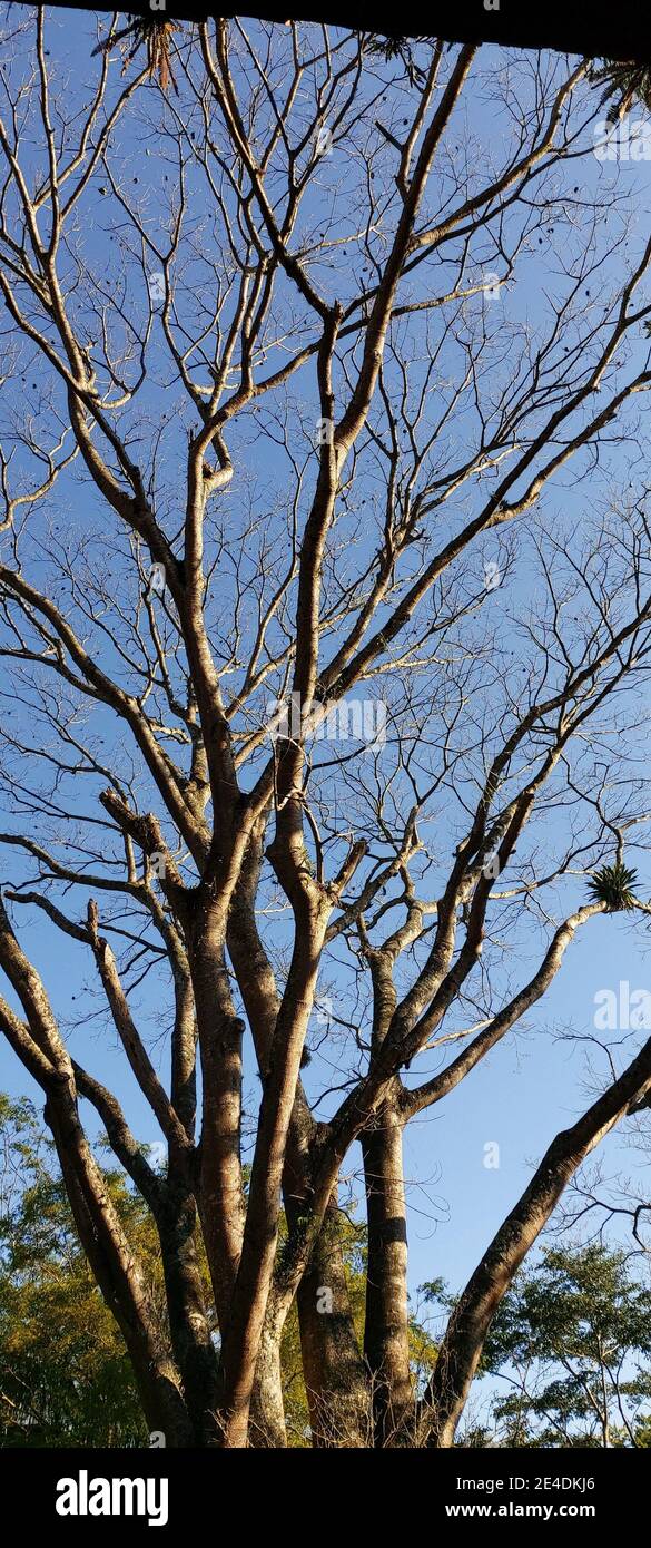 Albero di Jatoba, Hymenaea courbaril, dettaglio verde, São Paulo, Brasile Foto Stock