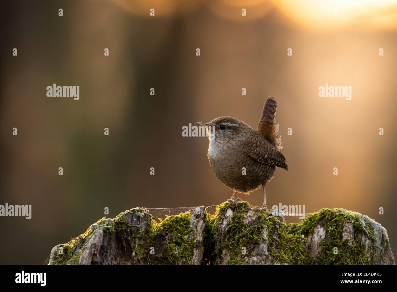 Piccolo rizzone eurasiatico seduto su un tronco d'albero al tramonto di primavera Foto Stock