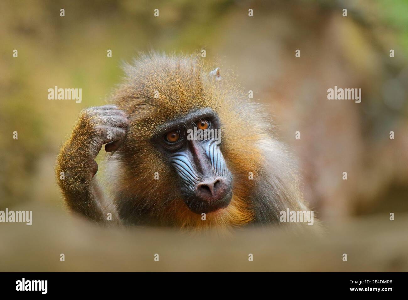 Mandrillo, sfinge di Mandrill, seduto sul ramo dell'albero nella foresta tropicale scura. Animale in habitat naturale, in foresta. Dettaglio ritratto di scimmia dal centr Foto Stock