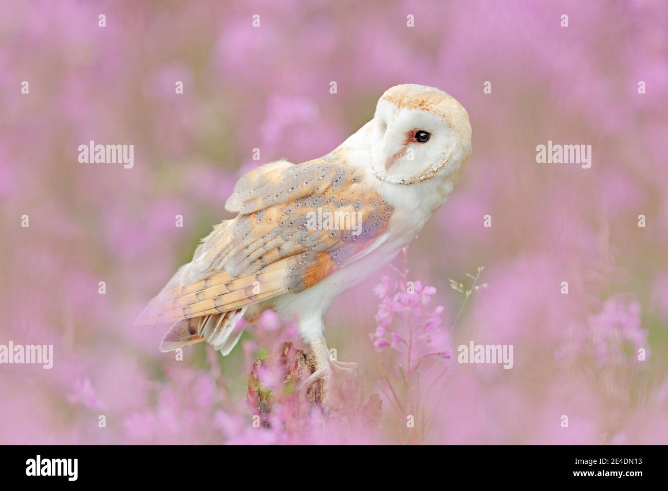 Barn Owl in fiore rosa chiaro, chiaro primo piano e sfondo, Gran Bretagna. Fauna selvatica scena d'arte primaverile dalla natura con uccello. Bella scena della natura Foto Stock