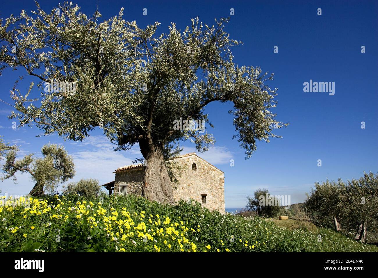 Olivi e uliveti con il mare e le colline sullo sfondo Foto Stock