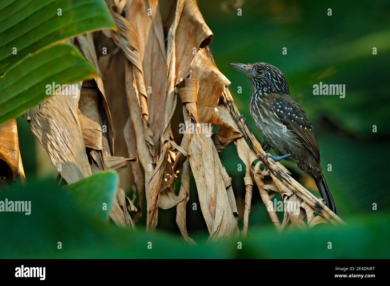 Scampi con cappuccio nero, Thamnophilus bridgesi, uccello nero nella verde foresta tropicale vegetazione, animale nell'habitat, Costa Rica. Antshrike seduto su t Foto Stock