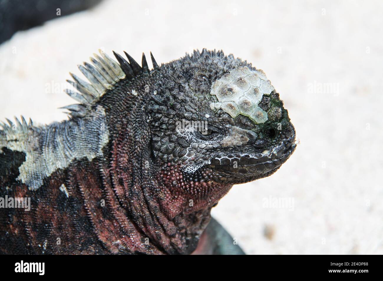 Iguana rossa delle isole Galapagos Foto Stock