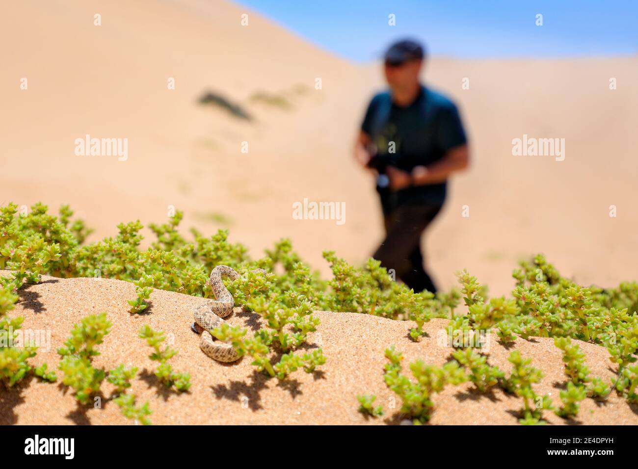 Veleno serpente e uomo, situazione pericolosa in natura selvaggia. Fotografo e vipera, nascosto nella vegetazione verde. Bitis peringueyi, sommatore di Péringuey, Foto Stock