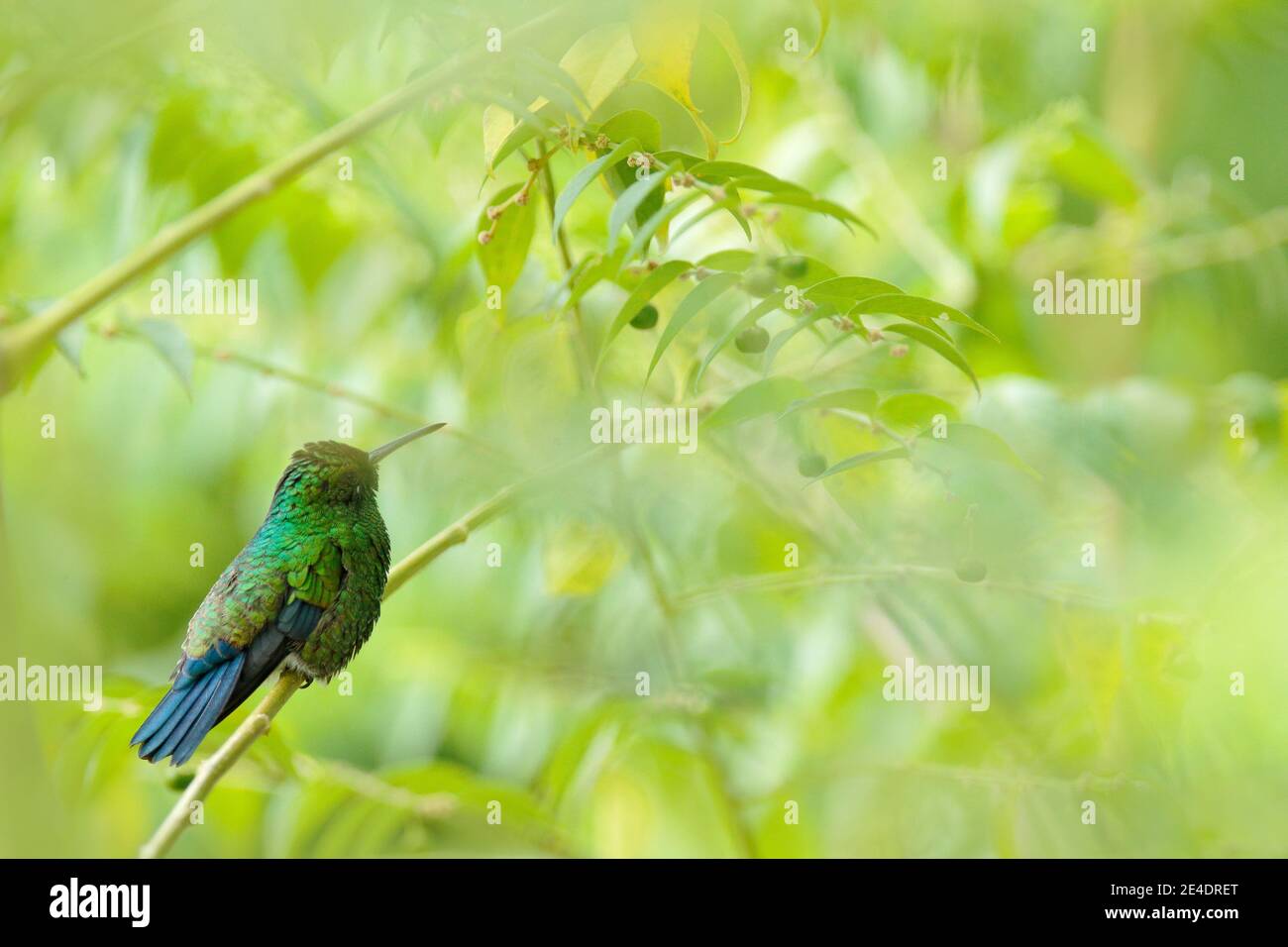 Smeraldo dalla coda blu, Chlorostilbon mellissuga, colibrì nella foresta tropicale colombiana, blu un uccello verde lucido nell'habitat naturale. Fauna selvatica Foto Stock