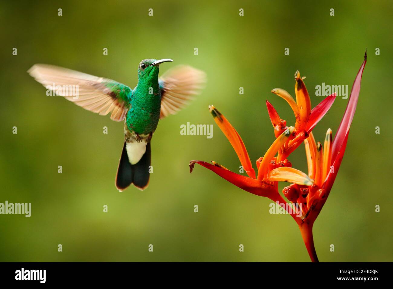 Piumino bianco-ventilato, Chalybura buffonii, colibrì verde dalla Colombia, uccello verde che vola accanto al bellissimo fiore rosso, azione alimentare scena in Foto Stock