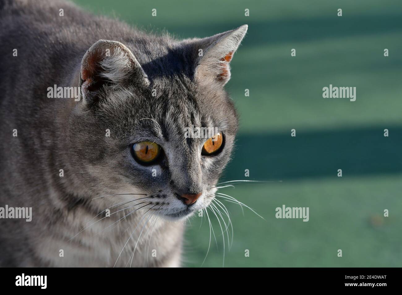Ritratto di un gatto tabby guardando concentrato su qualcosa. Sfondo verde. Foto Stock