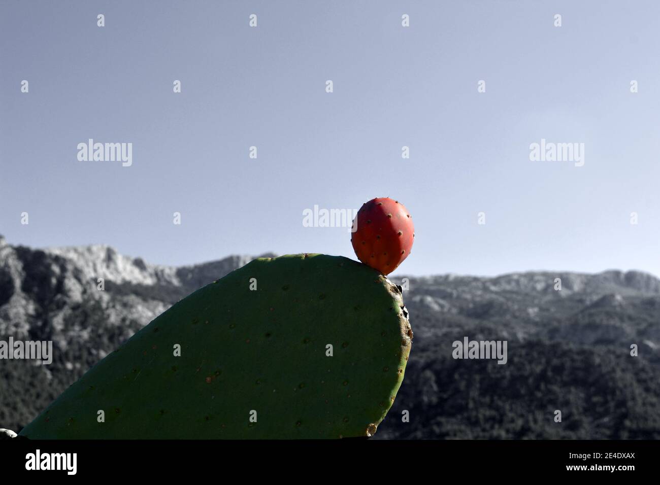 Cactus di Fig di fronte al paesaggio montano vicino a Soller, Maiorca, Spagna Foto Stock