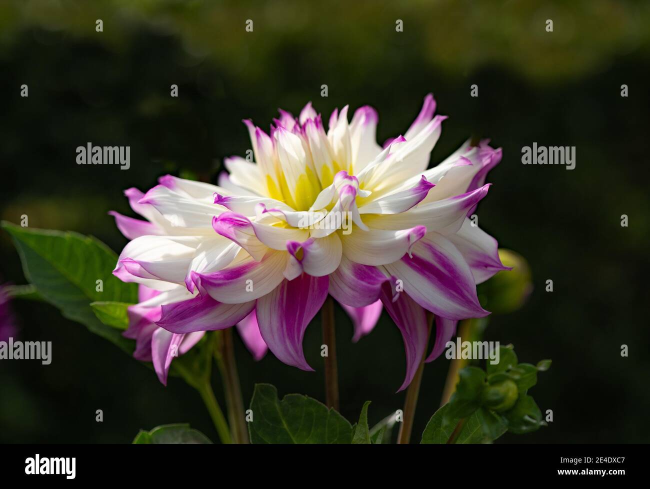 Fiori graziosi Dahlia Ferncliff Illusion - fiori bianchi con punte di petalo delicatamente rosa, fioritura nel giardino Foto Stock