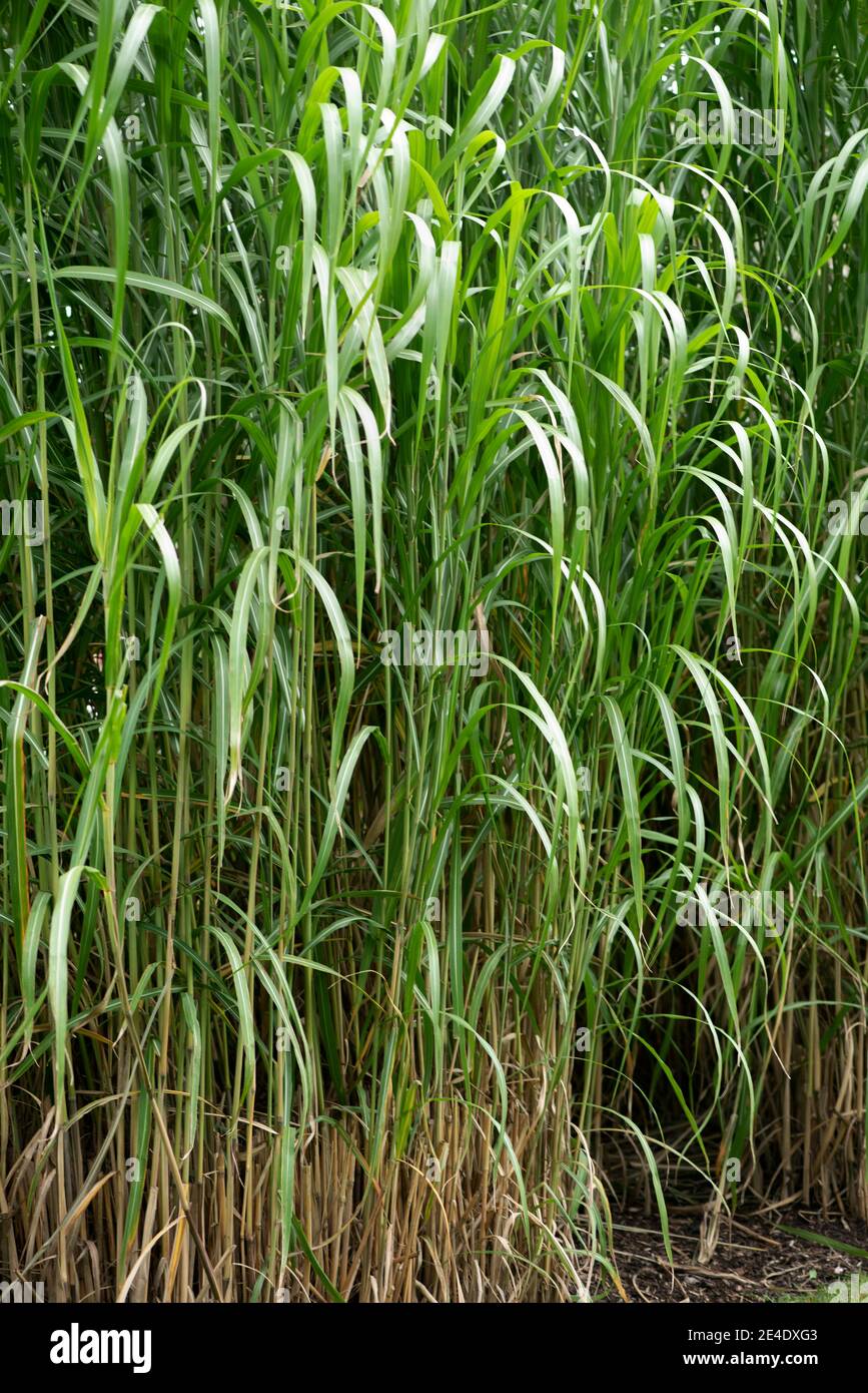 Primo piano di erbe ornamentali alto Foto Stock