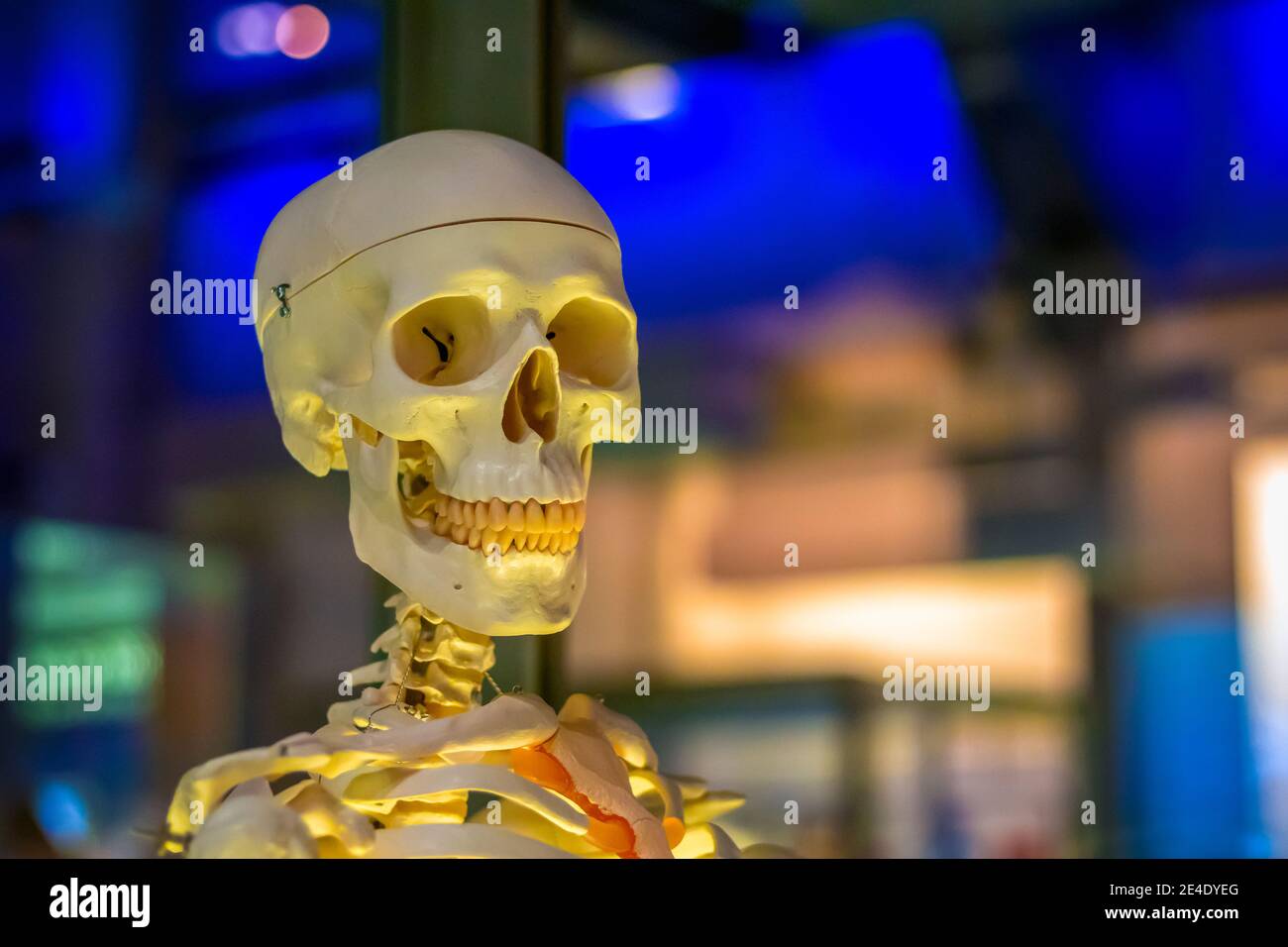 Modello di scheletro umano medico in esposizione al Museo della Scienza in Londra Foto Stock