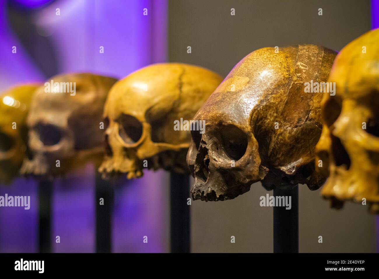Teschi senza mandibola esposti al Museo della Scienza di Londra Foto Stock