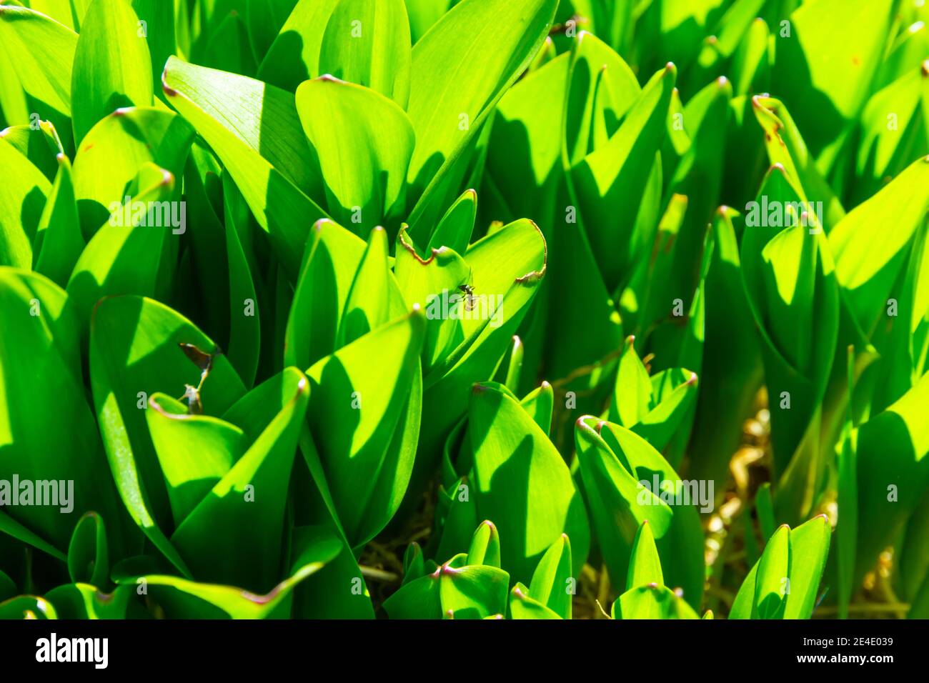 formica su foglie verdi giovani di pianta di croco su un giorno estivo luminoso e soleggiato Foto Stock