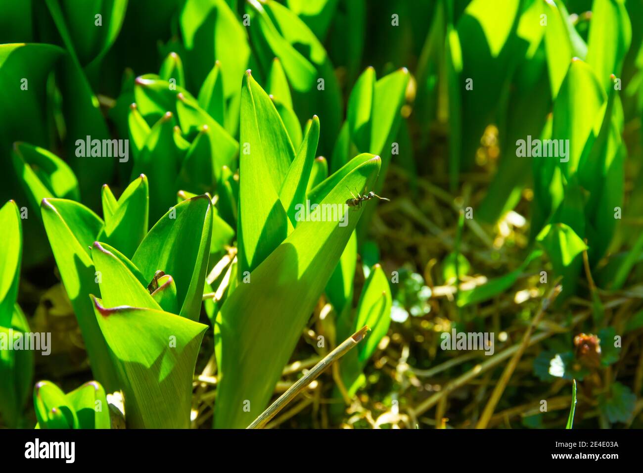 formica su foglie verdi giovani di pianta di croco su un giorno estivo luminoso e soleggiato Foto Stock