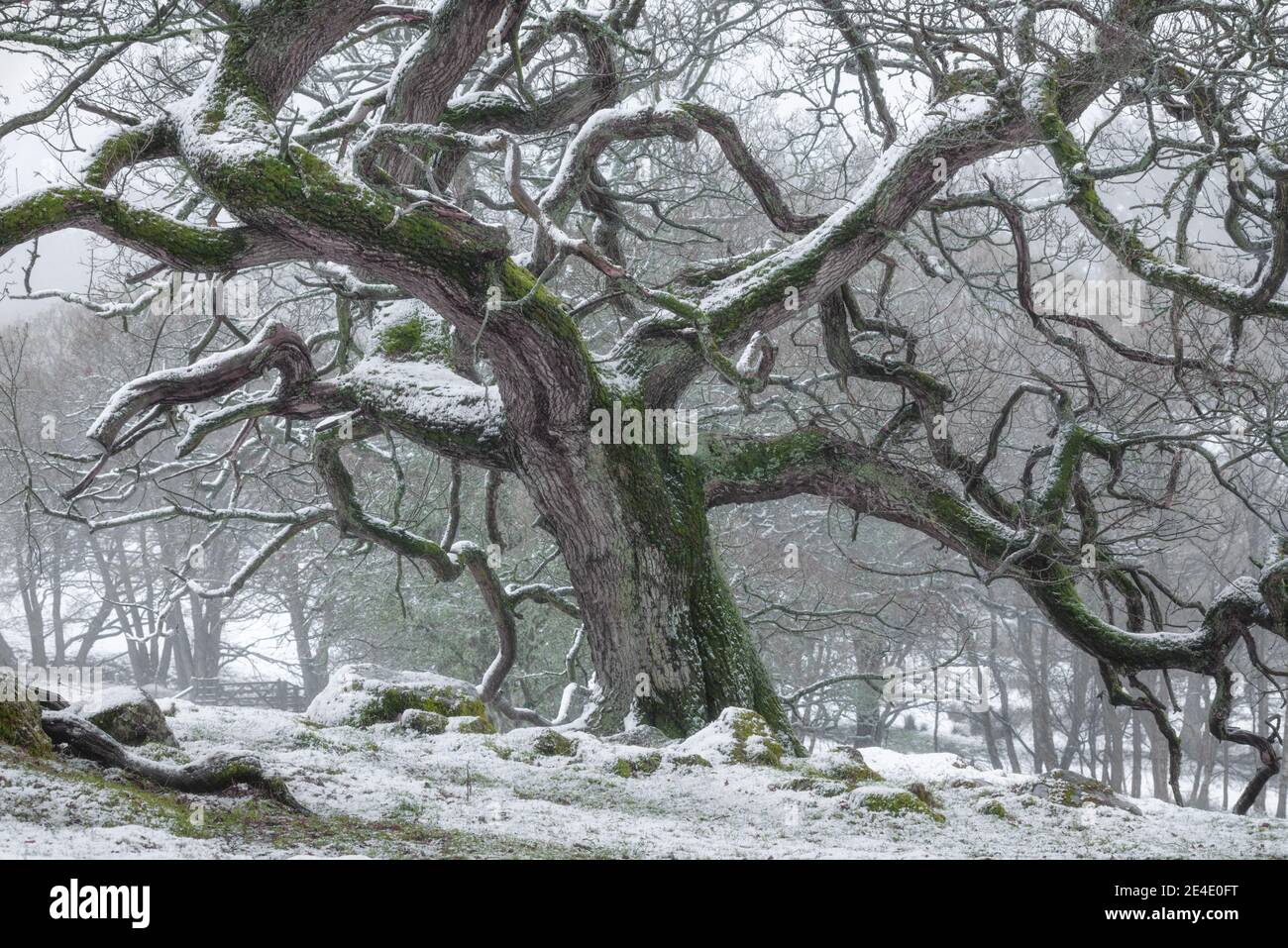 Albero di quercia gnarly nella neve Foto Stock