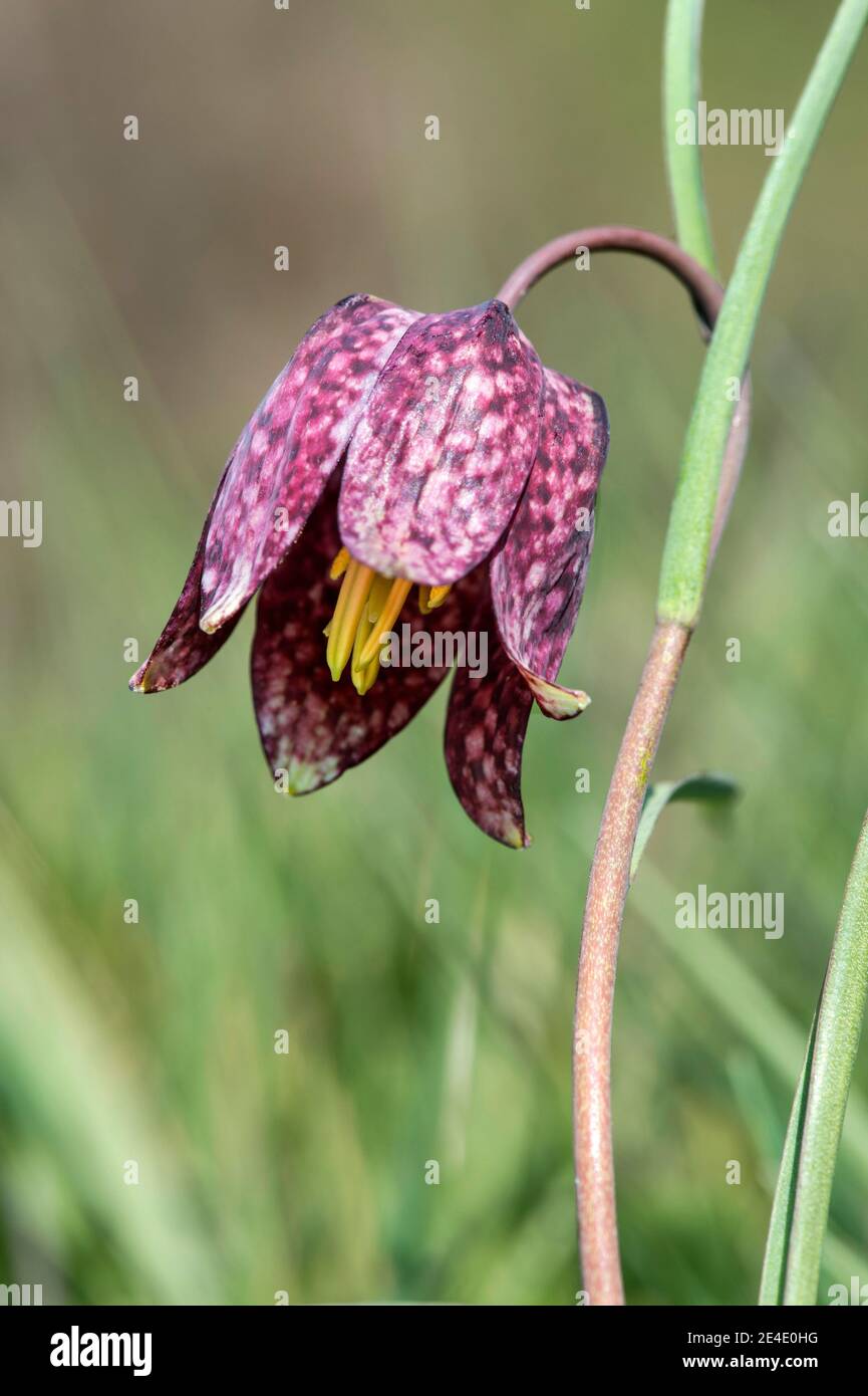 Fiore della testa di serpente fritillary, (Fritillaria meleagris), famiglia Lily (Liliaceae), Les Brenets, Giura, Svizzera Foto Stock